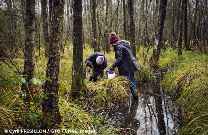 Photo de deux chercheuses effectuant des prélèvements dans la tourbière de la Guette