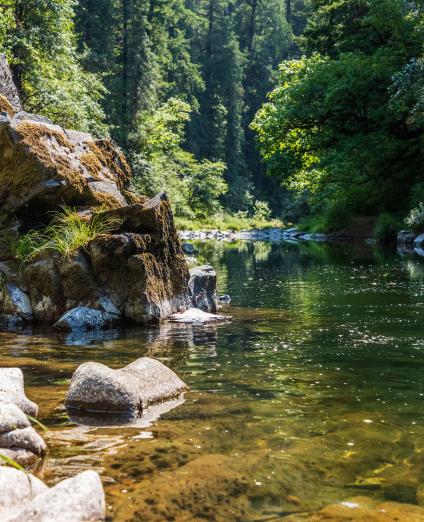 Photo d'une rivière vue du sol, bordée d'abres et de rochers