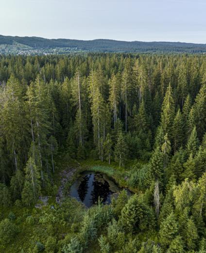 Photo d'une tourbière entourée d'une forêt dans le Doubs