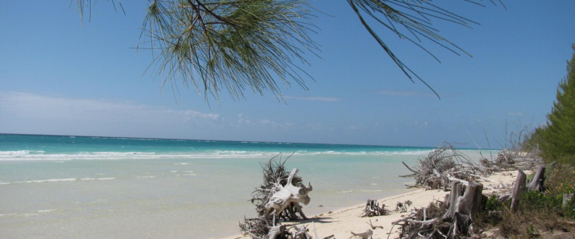 Plage de Pelican Bay. Arbre déraciné