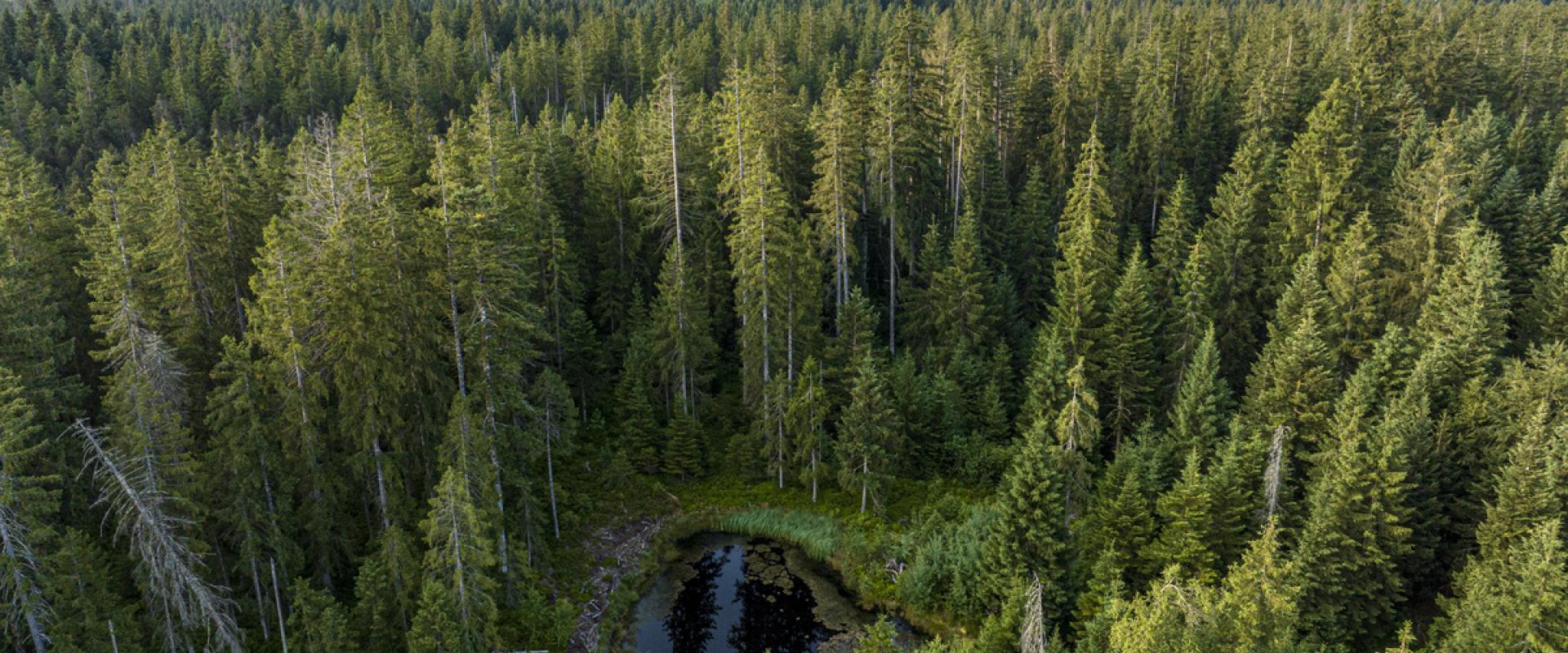 Photo d'une tourbière entourée d'une forêt dans le Doubs