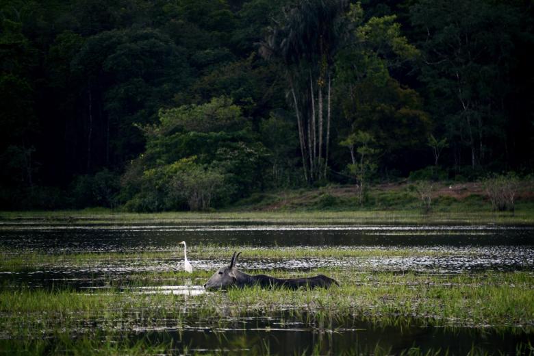 Photo du marais de Kaw en Guyane montrant un héron et un zébu dans une zone humide